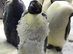 -珠海长隆海洋王国