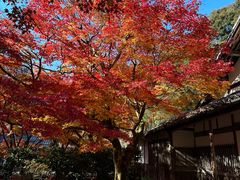 -西芳寺(苔寺)