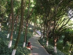 -龙头寺公园