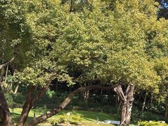 -云溪植物园
