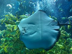 -芜湖新华联大白鲸海洋公园