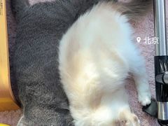 -猫大福·Fortune Cat猫舍(百子湾店)