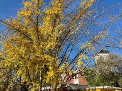 -三里屯东五街银杏大道