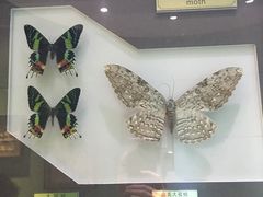 -上海昆虫博物馆