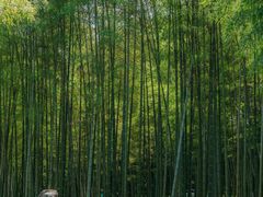-杭州植物园