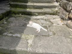 -恩阳古镇