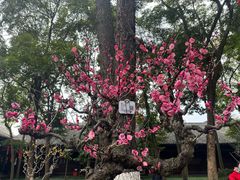 -成都杜甫草堂博物馆