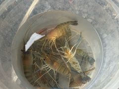 -DGE季风钓虾营地·团建·聚会