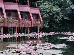 -野象谷景区