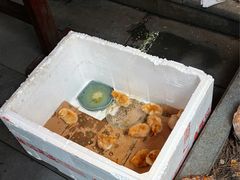 -小小饭店·休闲农庄·安吉松树林里的农家菜