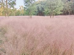 -昆山城市生态森林公园