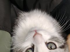 -小猫来了·猫舍(红山六九七九店)