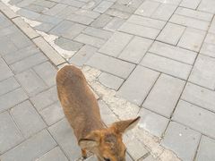 -北京鹿世界主题园