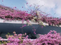 -深圳仙湖植物园