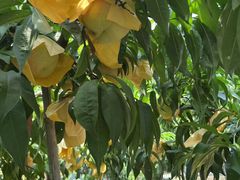 -老袁家蜜桃农场·阳山水蜜桃