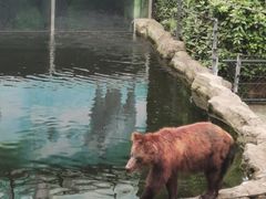 -深圳野生动物园