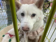 -柴犬小屋·柴餐厅·狗咖食堂(金鼎广场店)