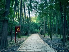 -上海共青森林公园
