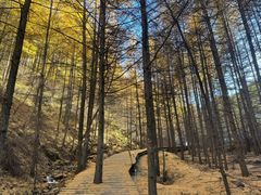 -苏木山森林公园