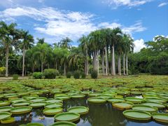 -中国科学院西双版纳热带植物园