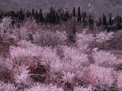 -樱花山风景区