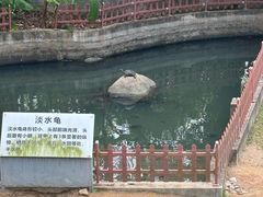-广东惠东海龟国家级自然保护区