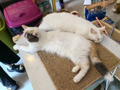 -平行世界·猫咖(首经贸店)