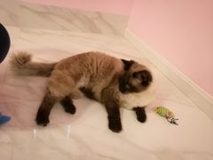 -三花喵·撸猫购宠·宠物生活馆(虹桥南丰城店)