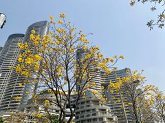 -洲头咀公园