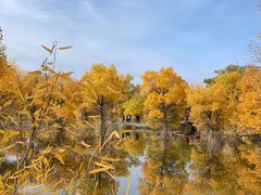 -金塔沙漠胡杨林景区
