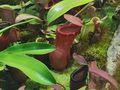 -国家植物园南园