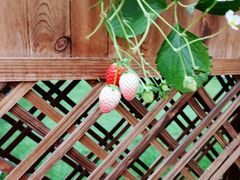 -建德果蔬乐园绪塘草莓基地