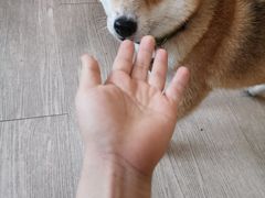 -柴犬高等学院·狗咖·柴犬售卖·宠物训练