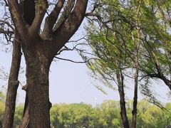 -北陵公园