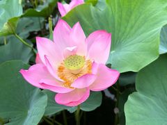 -上海鲜花港