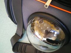 -瑞鹏宠物医院·爱宠堂·骨外专科(西荷分院)