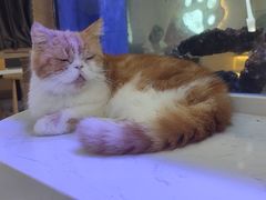 -喵园·猫主题咖啡厅·撸猫·猫咖(国贸店)