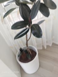 -HEYAN荷妍专业脱毛连锁机构