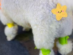 -申普宠物医院·眼科·心内科·影像科(普陀分院)