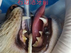 -咕噜咕噜宠物医院·CT·肿瘤科·骨科(前海院)
