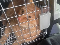 -萌兽医馆·宠物医院·猫骨科(创景店)