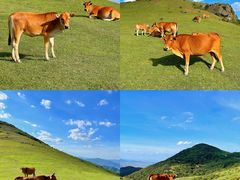 -大姆山草场