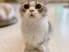 -飞行喵MR PILOT|猫舍·猫咖(静安大融城店)