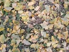 -汉长安城未央宫国家考古遗址公园