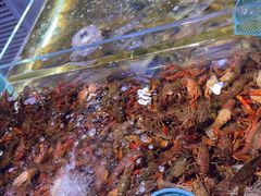 -聚盛源蒸汽海鲜火锅烤肉自助(巨川金海岸购物广场店)