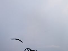 -北京麋鹿生态实验中心