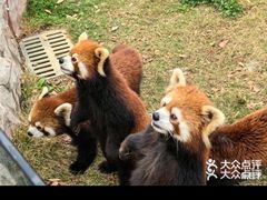 -灵玲国际马戏城