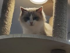 -喵园·猫主题咖啡厅·撸猫·猫咖(国贸店)