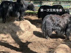-青藏高原野生动物园