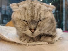-猫咪派对(江南西店)